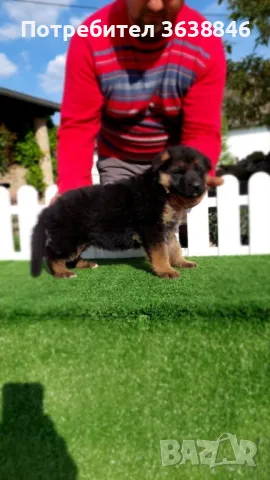 Немска овчарка, снимка 4 - Немска овчарка - 50099482