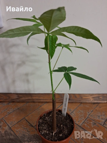 Семена и разсади различни видове, снимка 13 - Разсади - 35847760