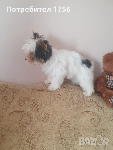 Йоркширски териер, Бивер момиче., снимка 2 - Йоркширски териер - 53757574