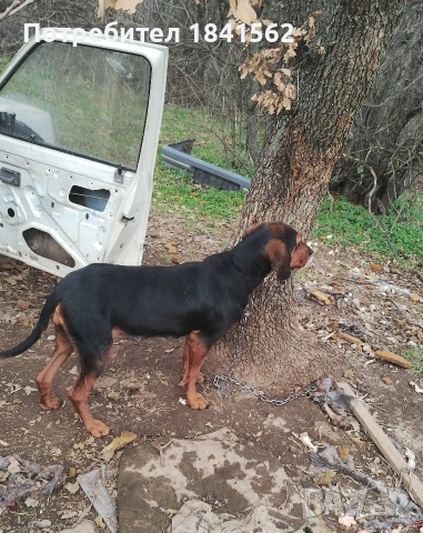 Продават се гончета , снимка 3 - Гонче - 53605190