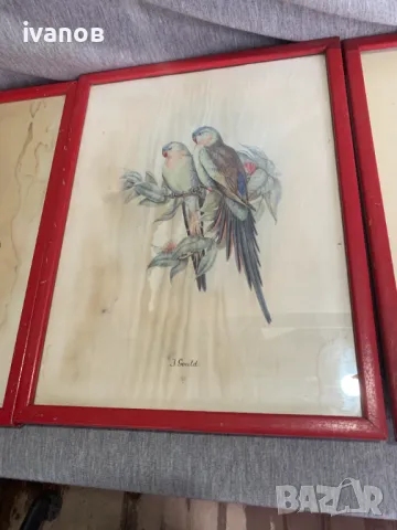 три  Цветни литографии Папагали   Печат , снимка 4 - Картини - 49608857