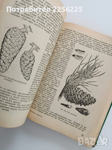 Декоративна дендрология, снимка 3 - Специализирана литература - 53822646