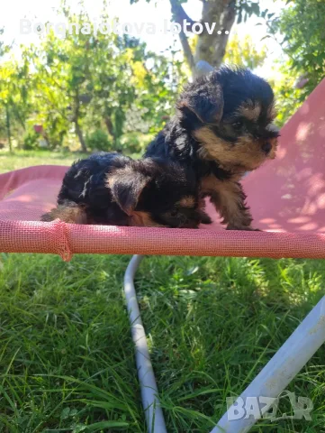Малка принцеса 💗