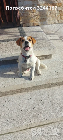 Джак Ръсел, снимка 6 - Джак ръсел териер - 51026887