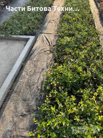 Винка минор, снимка 1