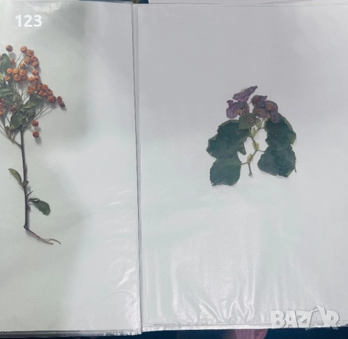 Хербарии по Биология, снимка 8 - Ученически пособия, канцеларски материали - 52644053