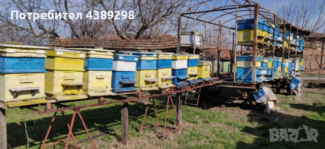 Пчелни отводки