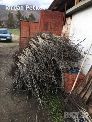 Орехови фиданки, снимка 8 - Разсади - 31385115