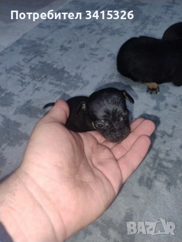 Продавам пинчери – стандартен цвят