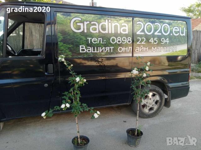 Хибискус Кичест - Щамба Цветове   Бала , Розова и Червена , снимка 9 - Разсади - 46653636