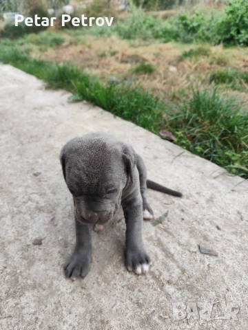 Кане Корсо бебета, снимка 7 - Кане корсо - 52413661
