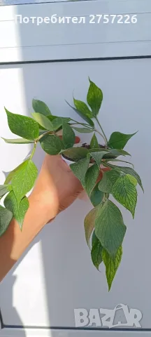 Hoya polyneura,Хоя полинеура, снимка 4 - Стайни растения - 56071207