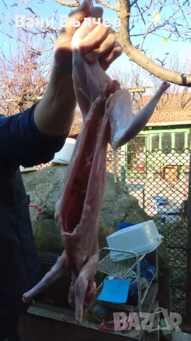 Продавам зайци заклани или живи, снимка 7 - Други животни - 48523941