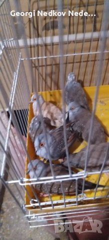 Продавам диамантени гугутки , снимка 2 - други­ - 51630459