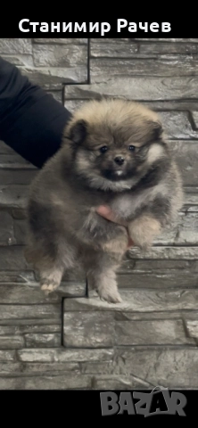 померан померани , снимка 5 - Померан - 52895815