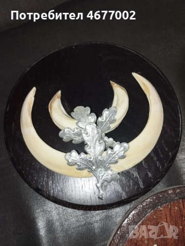 Глиги от диво прасе, снимка 5 - Антикварни и старинни предмети - 52792846