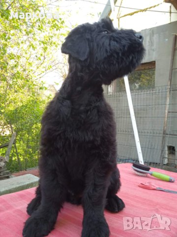 Черен руски териер/КГБ/, снимка 4 - Други - 41309563