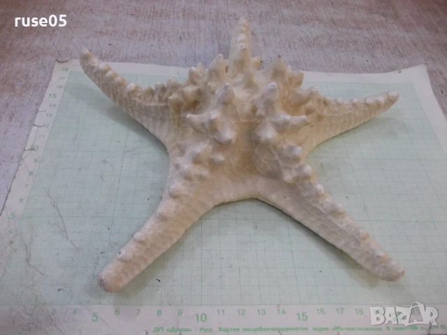 Звезда морска - 6, снимка 2 - Други стоки за дома - 50553562