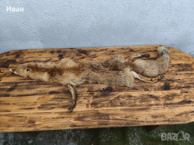 яка от лисица / кожа от лисица , снимка 2 - Антикварни и старинни предмети - 53697346