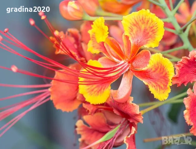 Цезалпиния пулхерима – Caesalpinia pulcherrima, снимка 5 - Разсади - 55863597