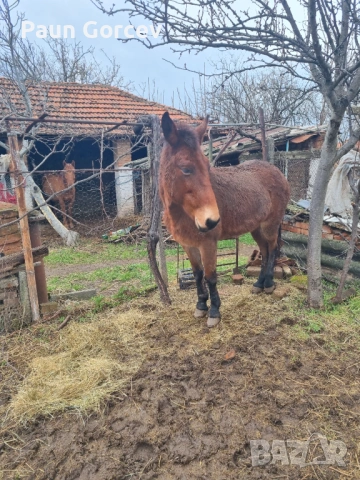 Продава се женски катър, снимка 6 - Коне - 53063044