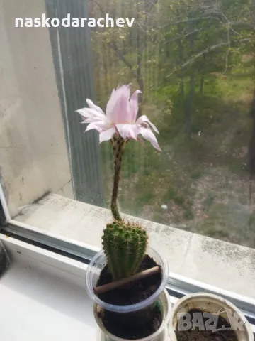 Кактус цъфтящ , снимка 5 - Стайни растения - 49928084