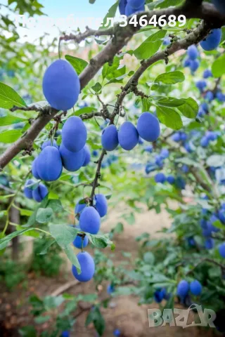 Продавам сини сливи