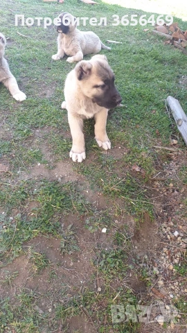 Породисти КАНГАЛИ., снимка 13 - Кангал - 53622874