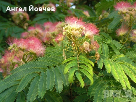 Албиция - фиданки