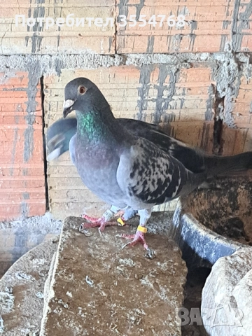 Продавам спортни гълъби , снимка 11 - Гълъби - 52929342