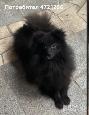 Продавам помаран-шпиц на 1 годинка 