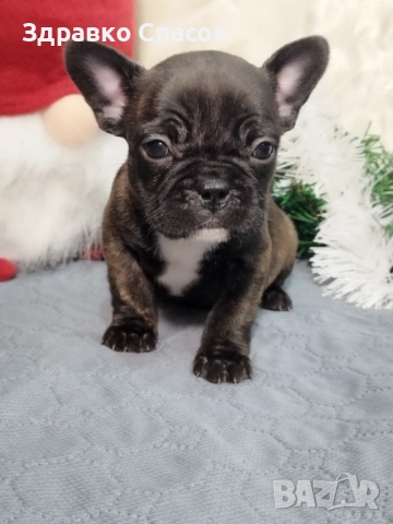 Френски булдог - бебета, снимка 7 - Френски булдог - 52821585
