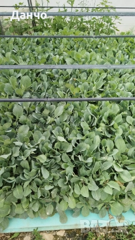Приемам поръчки за разсад 2026г , снимка 7 - Разсади - 53216709