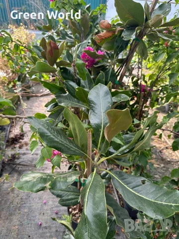  Магнолия Grandiflora - вечнозелена магнолия - 20 €