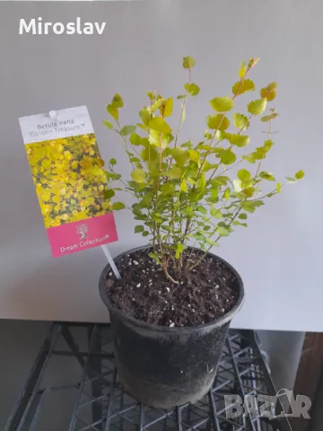 Жълта Бреза Джудже, снимка 8 - Градински цветя и растения - 50109832