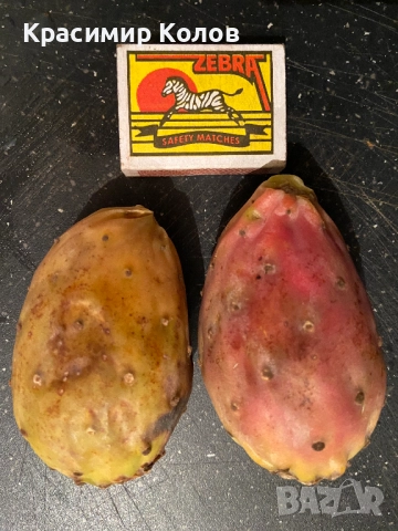 Смокиня индийска два вида, Кактус опунция, Opuntia ficus-indica Etna, екзотични,овощни, снимка 17 - Градински цветя и растения - 29442292