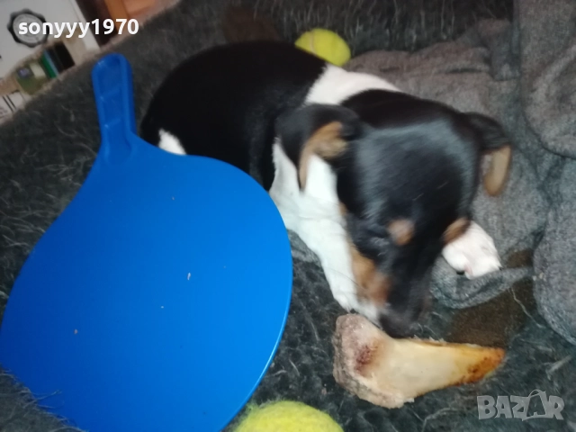 бебе ДЖАК РЪСЕЛ ТЕРИЕР 2111251016, снимка 2 - Джак ръсел териер - 52488853