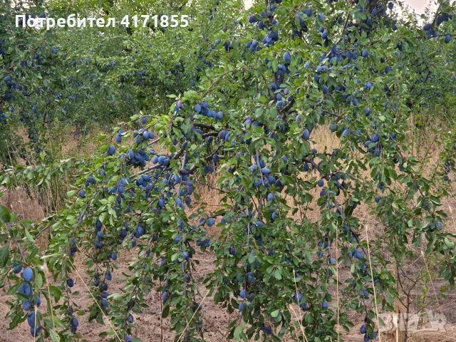 Сливи за ракия, компот и сушене, снимка 3 - Домашни продукти - 55805242