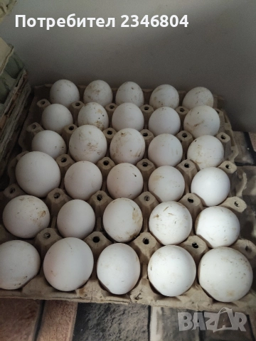 оплодени яйца от бял легхорн 