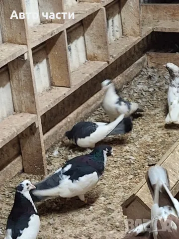 гълаби на хвърчани пазарджишки високолетачи , снимка 8 - Гълъби - 49029455