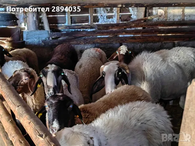 свободни овце за дамазлък, снимка 3 - Овце - 56110223