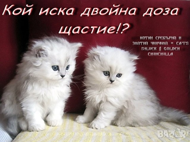 Котки Чинчила * Chinchilla Cats, безплатно посещение!, снимка 5 - Чинчили - 36915177