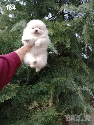 Померани. Мини момиченце и момченце., снимка 2 - Померан - 53669881