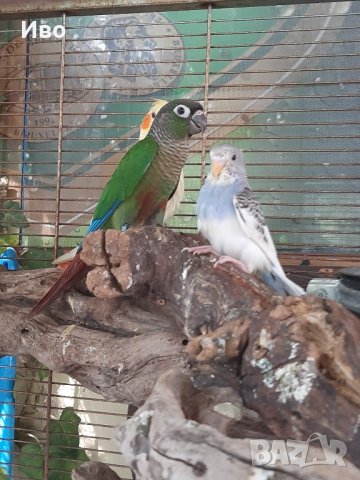 Ръчно хранени папагали , снимка 3 - Папагали - 42201345