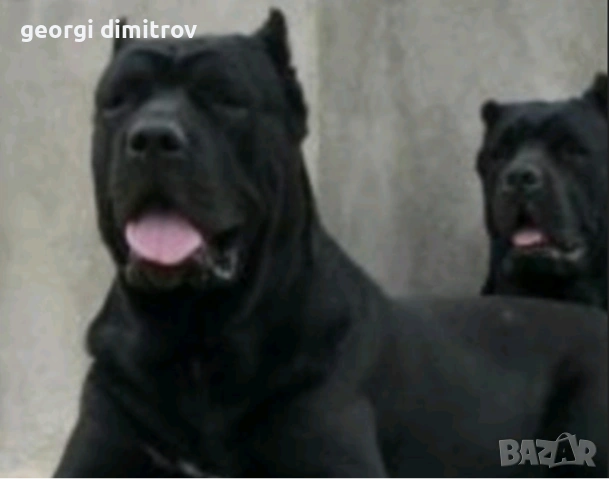 Кане Корсо , снимка 2 - Кане корсо - 53073192