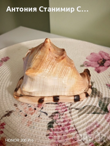 Рапан за декорация , снимка 4 - Други - 53697939