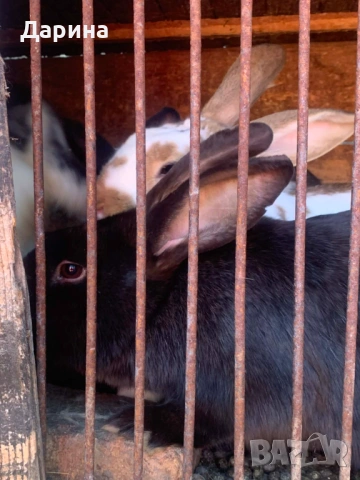 Зайци 6 месеца., снимка 2 - Други - 53534770