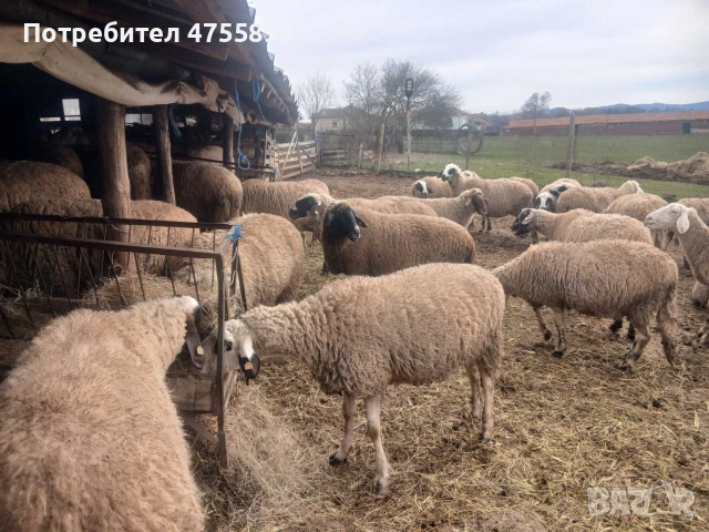 Продавам бременни овце , снимка 14 - Овце - 53721374