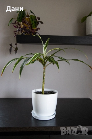 🌿 Драцена Lemon Lime – жизнена и лесна за отглеждане у дома 🌿 Готова за подарък, снимка 3 - Стайни растения - 52061005