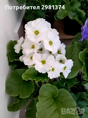 Примула(Стайна иглика), снимка 3 - Стайни растения - 53698710